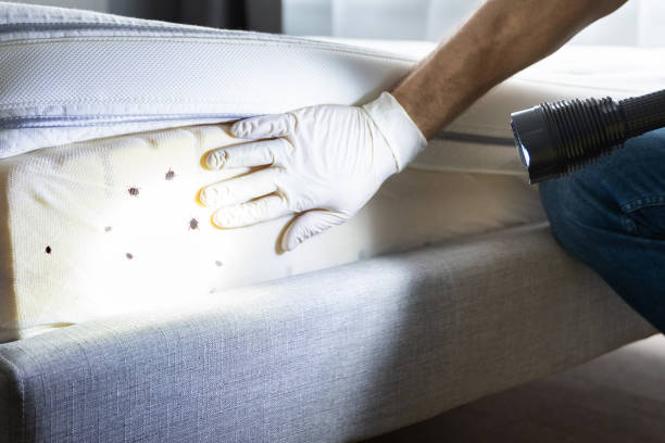 Wasp Removal Services in Eldon, MO